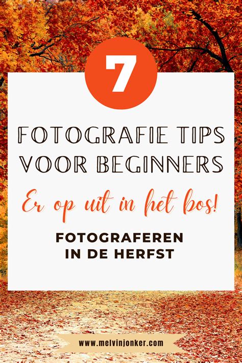 Gouden Tips Voor Bos Fotografie Tijdens De Herfst Artofit