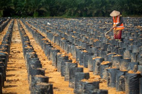 Activities In Palm Oil Nurseries Indonesia Palm Oil Plantation