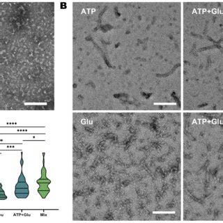 AtP5CS Forms Active Filament In Vitro And Responses To The Ligand