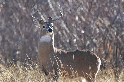 Pro Tips For Hunting The Whitetail Rut Hook Barrel Magazine