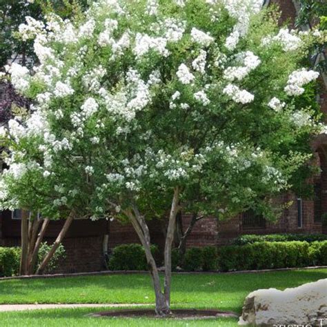 'Natchez' White Crape Myrtle Tree | New Blooms Nursery