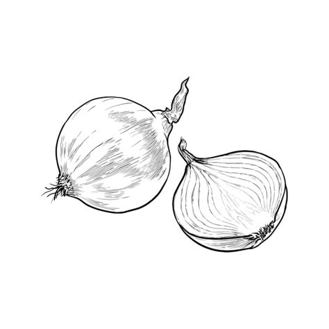 Premium Vector Onion Isolated On A White Background Hand Drawn Vector