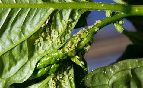 Aphids on Pepper Plants? Here's What to Do