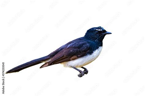 Cute Little Willie Wagtail Isolated On Transparent Background Common