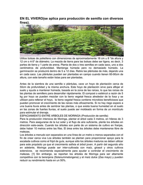 Como Cultivar Moringa Oleifera Pdf