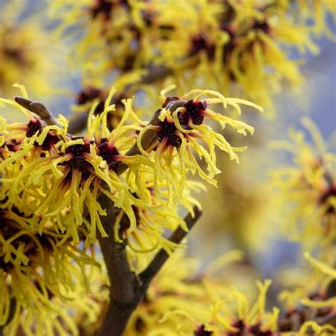 Hamamelis Intermedia Arnold Promise 80 100cm Clarenbridge Garden Centre