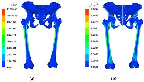 JFB Free Full Text Prediction Of Bone Mineral Density BMD