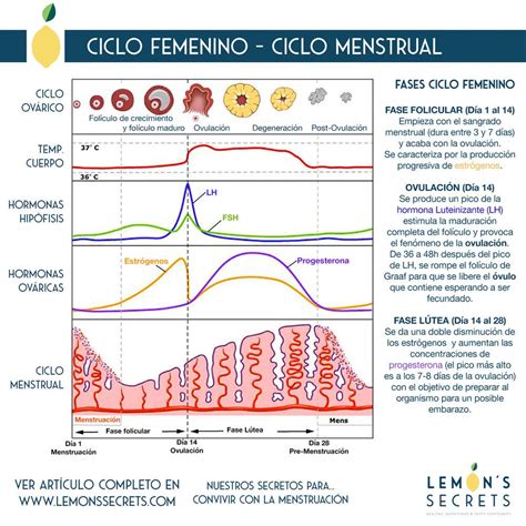 Comprensión Del Ciclo Menstrual Femenino A Nivel Hormonal Ciclo Menstrual Ciclo Ovarico