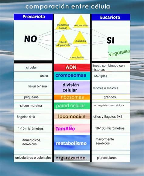 Cuadro Comparativo C Lulas Procariotas Y Eucariotas Caracter Sticas Y