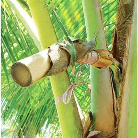 Coconut Sap Manufacturer From Bengaluru