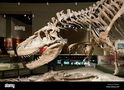 Daspletosaurus fossil hi-res stock photography and images - Alamy