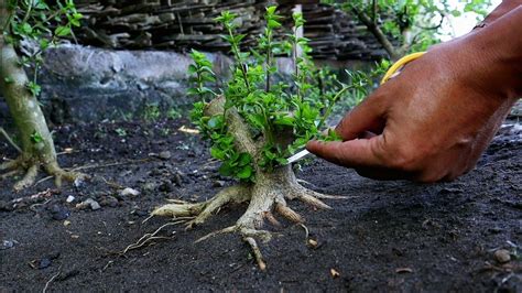 SELEKSI TUNAS DAN PEMBENTUKAN GERAK DASAR SANCANG PREMNA MICROPHYLLA