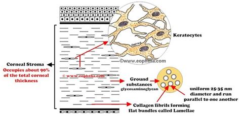 Stroma Eye Diagram