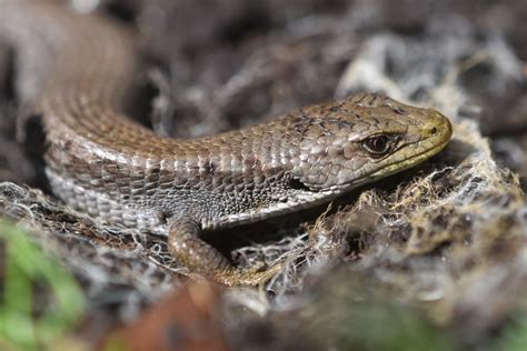 Northern Alligator Lizard From Enos Lake On April 17 2021 At 03 47 PM