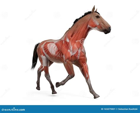 The Equine Anatomy - the Muscle System Stock Illustration - Illustration of zoology, nature ...