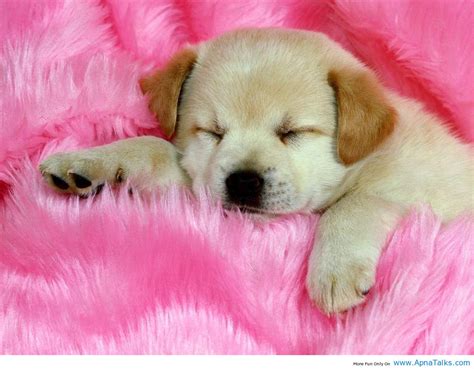 Cute Baby Dogs Wallpapers Wallpaper Cave