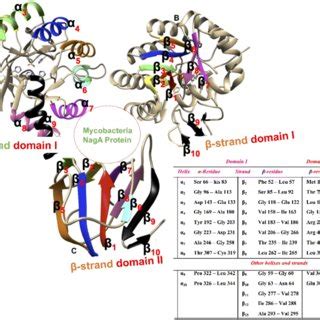 Illustration Of The Secondary Structure Of Mycobacterium Smegmatis NagA