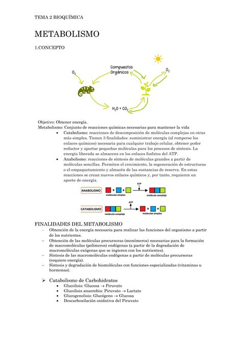 Solution Tema Bioquimica Metabolismo Studypool