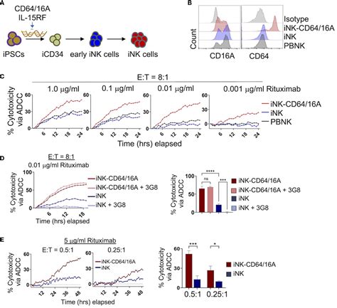 Frontiers Ipsc Derived Nk Cells Expressing High Affinity Igg Fc