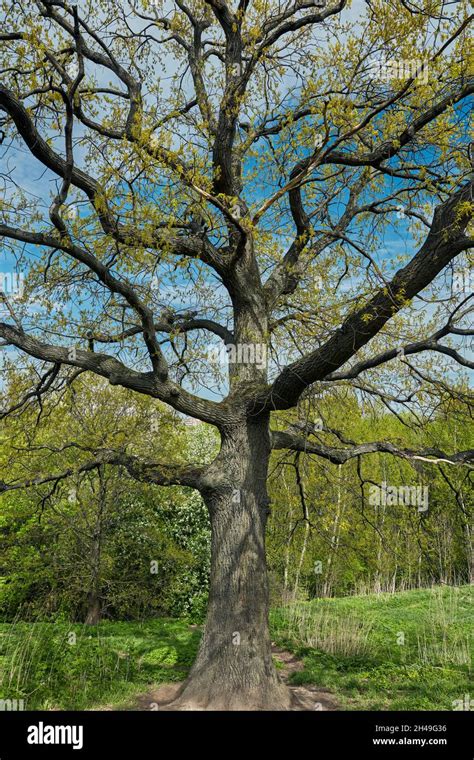 Old Oak Tree Quercus Robur Coming Into Leaf In Spring Kolomenskoye