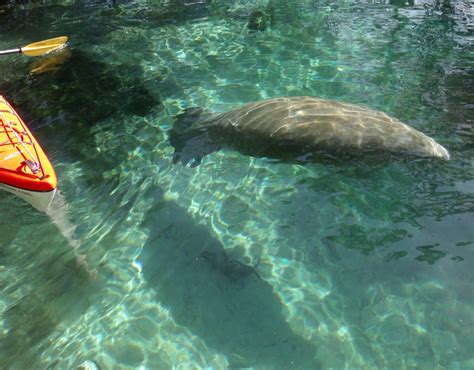 florida manatee tours Archives - Florida Kayaking Tours