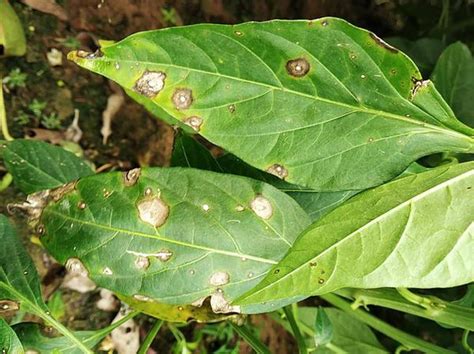 Chilli Cercospora Leaf Spot Pests And Diseases