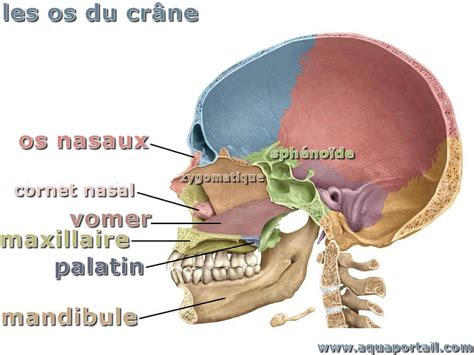 Vomer définition et explications