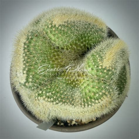 Mammillaria spinosissima var auricoma cristata EXOTIC PLANT Редкие