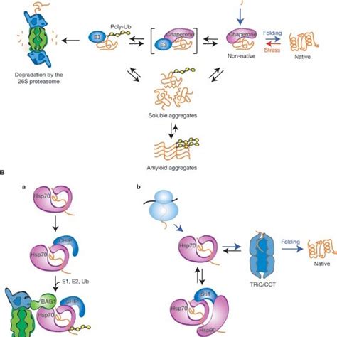 Role Of Molecular Chaperones In The Balance Of Folding Degradation And