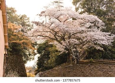 586 Cherry Blossom Miyajima Images Stock Photos Vectors Shutterstock