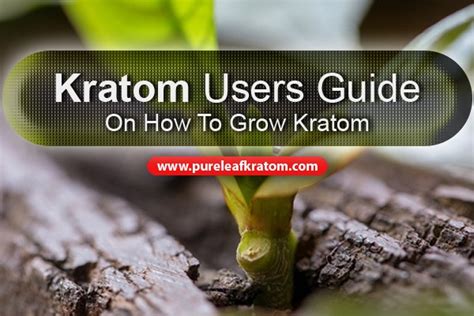 Kratom Users Guide On How To Grow Kratom