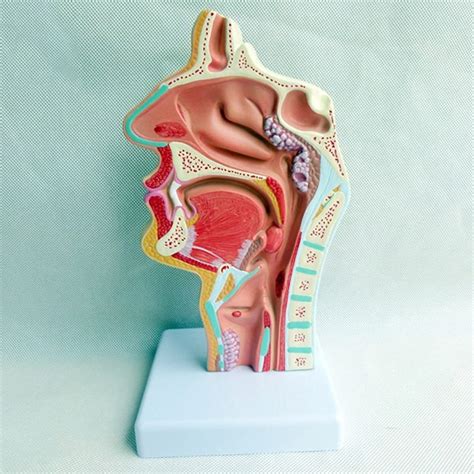 Buy Yhdl Human Anatomy Model Nasal Cavity Oral Cavity Throat Pathology