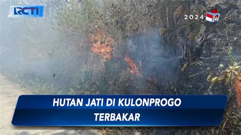 Hutan Jati Seluas Hektar Di Yogyakarta Terbakar Api Berasal Dari