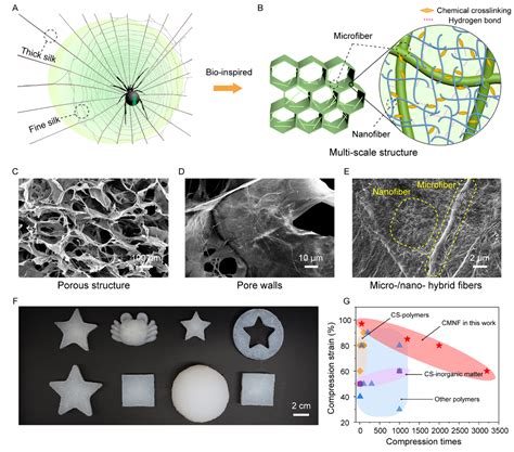 武汉大学陈朝吉教授、施晓文教授团队《acs Nano》 “微米 纳米分级纤维网络”仿生设计助力超可压缩性多尺度壳聚糖冷冻凝胶中国聚合物网科教新闻