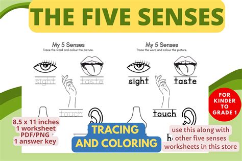 Five Senses Tracing And Coloring Graphic By Charm Creatives Creative