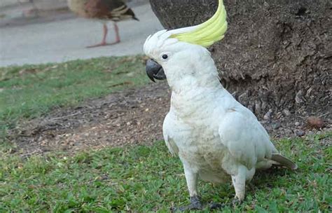 Cockatoo Names - Petnamee