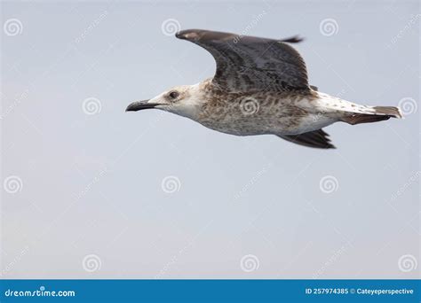 Sea Bird Above The Aegean Sea On The Greek Island Of Thassos On A Sunny