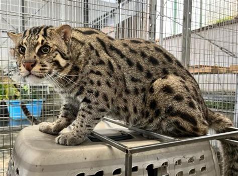 スナドリネコが来園します｜新着のお知らせ｜東山動植物園