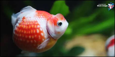 Dropsy in Goldfish: Identification, Causes, Goldfish Dropsy Treatment & Prevention | Connect ...