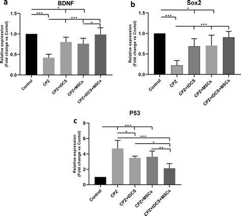 QRT PCR Assessment Of BDNF SOX2 And P53 Genes MRNA Expression A BDNF