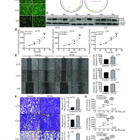 Overexpression Of ECM1 Promoted Proliferation Migration And Invasion