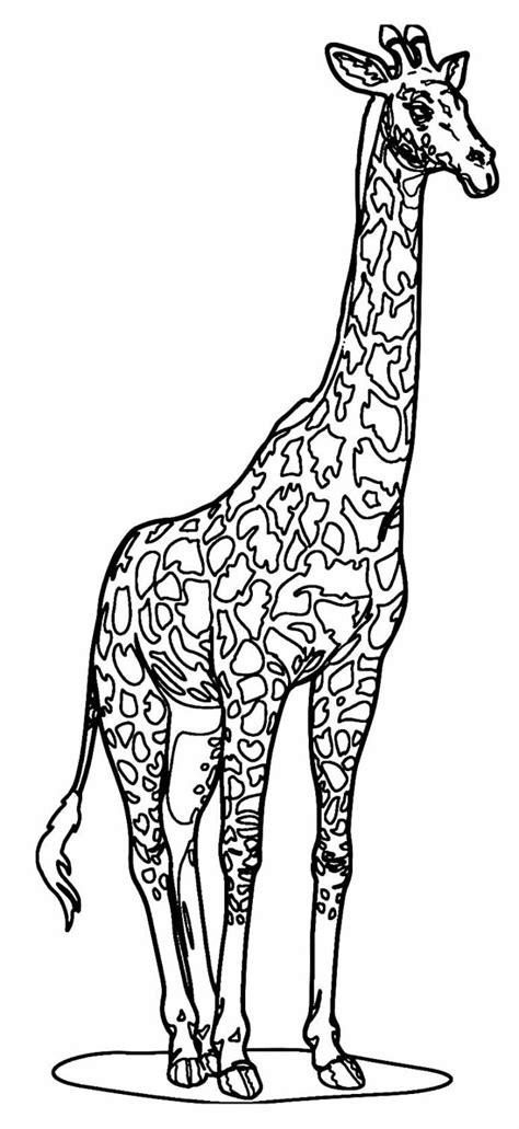 Girafa Para Colorir E Imprimir - +70 Desenhos de Girafa para Colorir e Imprimir