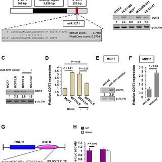 Indirectly modulation of ERα expression by miR 1271 A Immunoblotting