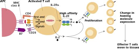 Activation And Function Of T Cells Oncohema Key