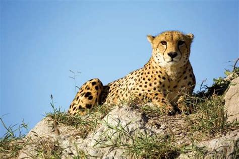 Cheetah Description Speed Habitat Diet Cubs And Facts Britannica