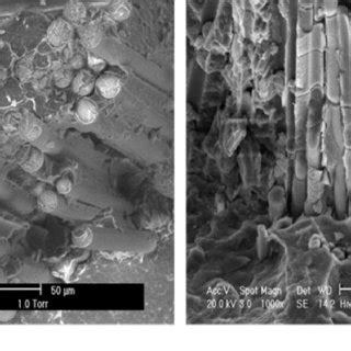 Sem Images Of Fracture Surface Of E Glass Fiber Pp Composite A And