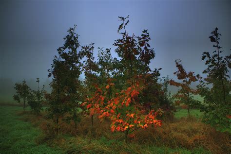 Herbst Weingut Ferienwohnung Clemens Ferdinand