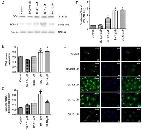 Bradykinin Potentially Stimulates Cell Proliferation In Rabbit Corneal