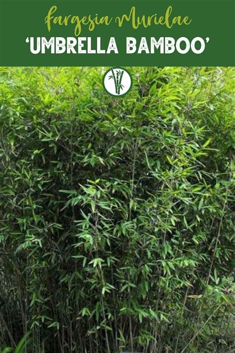 Non Invasive Bamboo Clumping Bamboo Bamboo Plants Bamboo Species Fargesia Garden Privacy