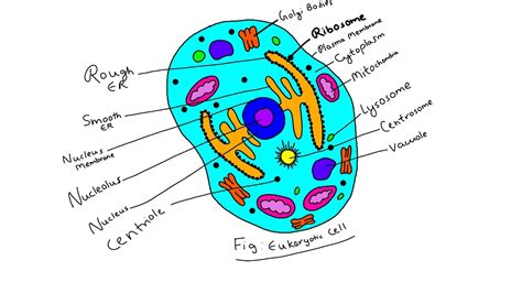 How To Draw Eukaryotic Cell Step By Step Drawing For Beginners Youtube